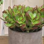 Altman Plants Live Jade Plant Collection (4PK), Classic Jade Plants in 2.5" Pots, Mini Succulents, Sunset Jade, Live Succulents, Crassula Ovata, Variegated Live Plants & House Plants in Succulent Soil