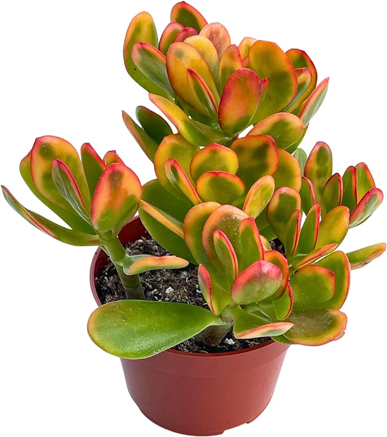 Jade Plant 4" Crassulla Ovata Hummel's Sunset Succulent Plants Live, Easy to Grow Hard to Kill Houseplant by The Succulent Cult
