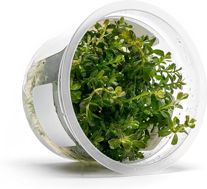 SubstrateSource Live Plants – Rotala sp. 'Myanmar' – High Light, Greenish-Red to Golden-Red Accent Freshwater Aquatic Stem Plant, Midground to Background Placement – Tissue Culture, 1 Pack