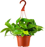 Shop Succulents Pothos Hanging Plant, Live Indoor Plant, Easy Care Hanging Ivy Houseplant in Nursery Pot, Air Purifying Plant in Soil, Housewarming, Home Décor, Trails 2-4 Feet