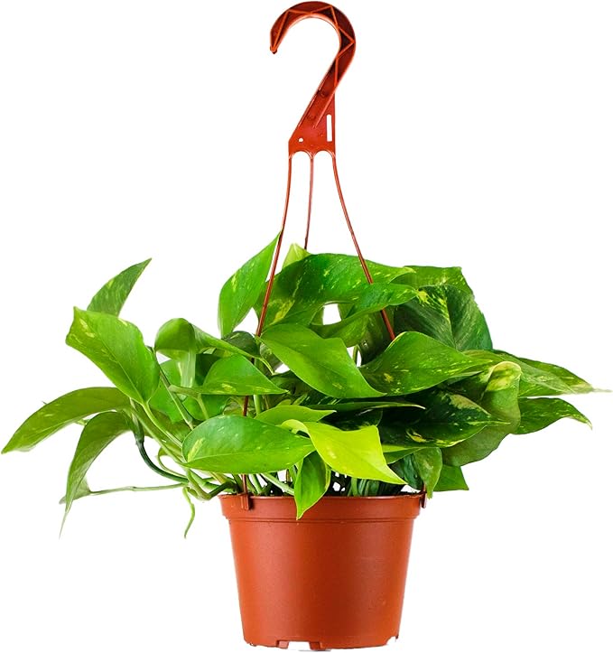 Shop Succulents Pothos Hanging Plant, Live Indoor Plant, Easy Care Hanging Ivy Houseplant in Nursery Pot, Air Purifying Plant in Soil, Housewarming, Home Décor, Trails 2-4 Feet