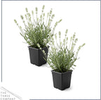 Live Lavender 2-Pack – White – Fragrant Sun Perennial Herb, Pollinator Friendly, 10” Tall, 1 Qt Pot