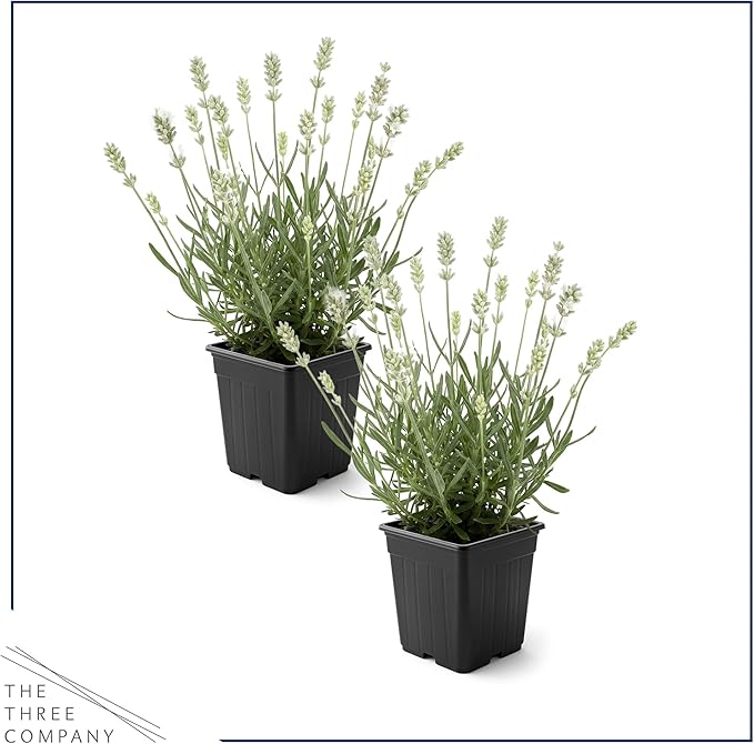 Live Lavender 2-Pack – White – Fragrant Sun Perennial Herb, Pollinator Friendly, 10” Tall, 1 Qt Pot