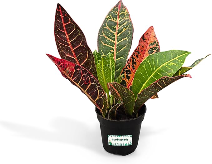 Bumble Plants Croton Petra Live Plants [Winter Thermal Packaging Included], Vibrant Foliage, Air-Purifying Indoor House Plants in Pot, Easy-Care | Low Light Indoor Plants