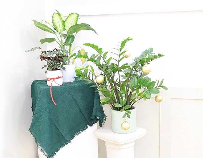 Calathea Makoyana Peacock (4'' Grower Pot) - Air Purifying and Live Healthy Houseplant - Easy to Grow, Easy to Care Indoor Houseplant