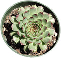 Live Succulent Cactus Plants (4" Pot Sempervivum Calcareum)