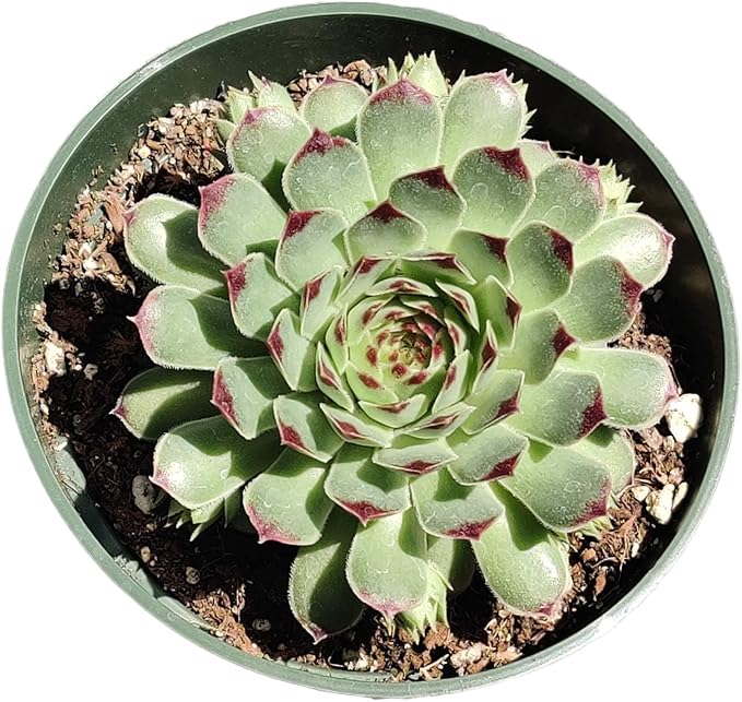 Live Succulent Cactus Plants (4" Pot Sempervivum Calcareum)
