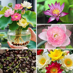 35pcs Bowl Lotus Seeds for Planting, Dwarf Water Lotus Flower Seeds, Aquatic Plant for Indoor Outdoor Pots, Unique Gardening Gift