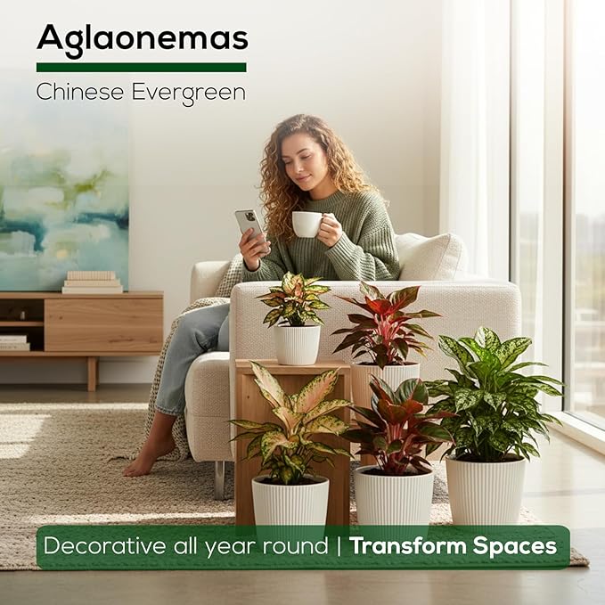 Aglaonema Plant Collection (4 Pack) Live Starter Plants, Rare Chinese Evergreen Houseplants, Indoor Tropical Plants Live, Easy Care Low Light Houseplants, Colorful Foliage Plants, Grower’s Choice