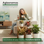 Aglaonema Plant Collection (4 Pack) Live Starter Plants, Rare Chinese Evergreen Houseplants, Indoor Tropical Plants Live, Easy Care Low Light Houseplants, Colorful Foliage Plants, Grower’s Choice