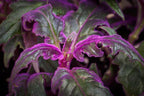 Purple Passion Plant - Royal Velvet - 1 Live Starter Plant - Gynura Aurantica - Beautiful Textured Colorful Foliage Indoor Houseplant