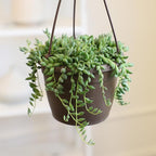 String of Raindrops Succulent Plant Decor Hanging Basket, Real Succulents & Houseplants for Home or Office, Senecio, Curio, Unique House Plants