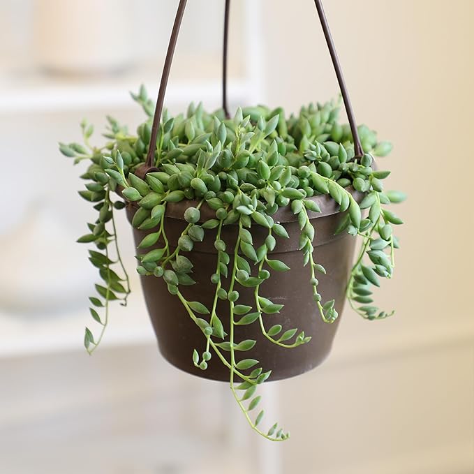 String of Raindrops Succulent Plant Decor Hanging Basket, Real Succulents & Houseplants for Home or Office, Senecio, Curio, Unique House Plants