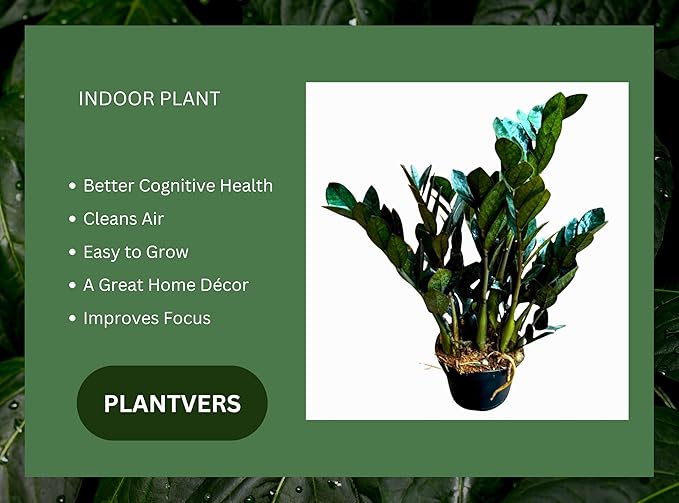 PLANTVERS Raven ZZ Plant in Nursery Pot | Zamioculcas Zamiifolia ‘Raven’ | Low-Light Black Foliage Indoor Plant | Drought-Tolerant Air Purifier for Home or Office (6" Grow Pot)