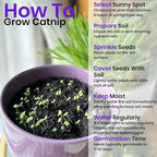 NatureZ Edge Cat Grass Seeds & Catnip Seeds - 3 Pack Variety Kit, Cat Grass for Indoor Cats, Oat & Barley Seeds for Planting, Cat Plant, Indoor Cat Grass Kit, hierba para Gatos