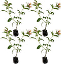 ragnaroc Dwarf Firebush 10-12" (Hamelia Patens VAR. compacta) 4ct - Live Plant for Indoor Outdoor Use, Garden & Landscaping - Live Arrival Guaranteed