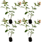 ragnaroc Dwarf Firebush 10-12" (Hamelia Patens VAR. compacta) 4ct - Live Plant for Indoor Outdoor Use, Garden & Landscaping - Live Arrival Guaranteed