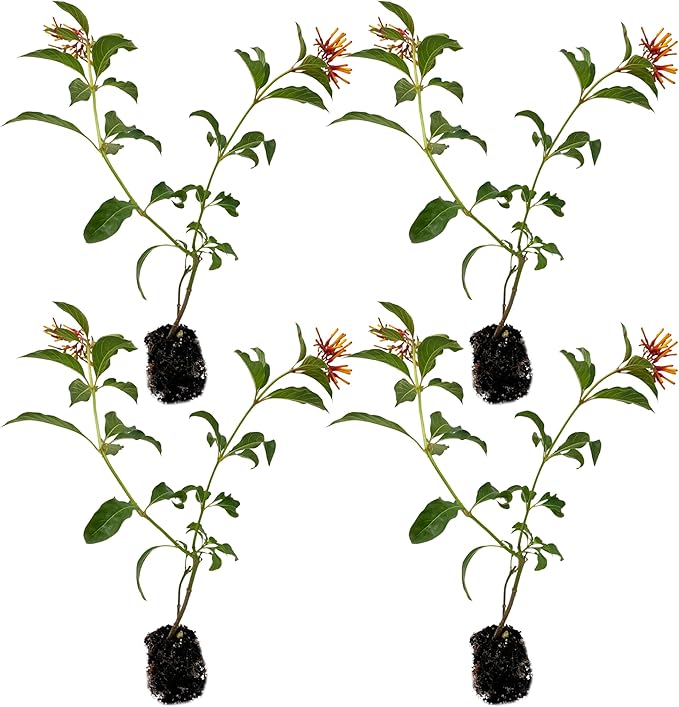ragnaroc Dwarf Firebush 10-12" (Hamelia Patens VAR. compacta) 4ct - Live Plant for Indoor Outdoor Use, Garden & Landscaping - Live Arrival Guaranteed