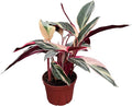Stromanthe Triostar Live Plant in 6" Pot – Tricolor Indoor Houseplant, Pink Green White Variegated Foliage, Easy Care, Low Maintenance, Pet Friendly