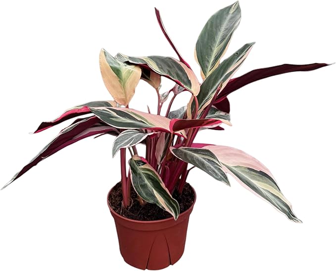Stromanthe Triostar Live Plant in 6" Pot – Tricolor Indoor Houseplant, Pink Green White Variegated Foliage, Easy Care, Low Maintenance, Pet Friendly