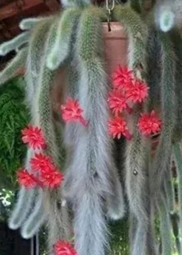 4” Monkey Tail Cactus-(Cleistocactus Colademononis) -Easy to Grow Indoors/Outdoors, Indirect Sunlight. Well Drained Soil.