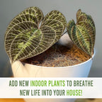 LEAL PLANTS ECUADOR Dios Cori Discolor (Pack of 2) Live Plants | Exotic Live House Plant | Green Live House Plants | Rare Indoor Plants | Dios Cori Heart Plant