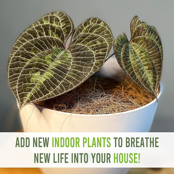 LEAL PLANTS ECUADOR Dios Cori Discolor (Pack of 2) Live Plants | Exotic Live House Plant | Green Live House Plants | Rare Indoor Plants | Dios Cori Heart Plant