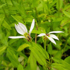 Chalily Creeping Chinese Lobelia, a Great Live Pond Plant for Your Water Garden. Filters koi and Goldfish Ponds. Good for Bogs, Plant Shelf or Shallow Water This marginal Aquatic is a Real Beauty