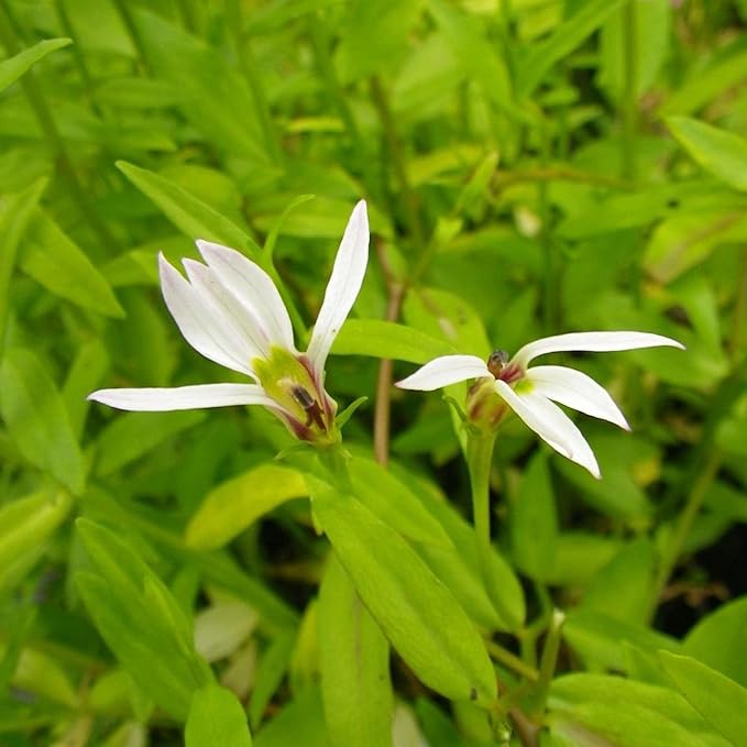 Chalily Creeping Chinese Lobelia, a Great Live Pond Plant for Your Water Garden. Filters koi and Goldfish Ponds. Good for Bogs, Plant Shelf or Shallow Water This marginal Aquatic is a Real Beauty