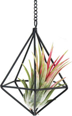 6 Pack Hanging Metal Air Plant Holders with Chain, Black Geometric Tillandsia Air Plant Hanger Cages, 2 Styles Mini Iron Air Plants Live Holders for Home Office Garden Decor