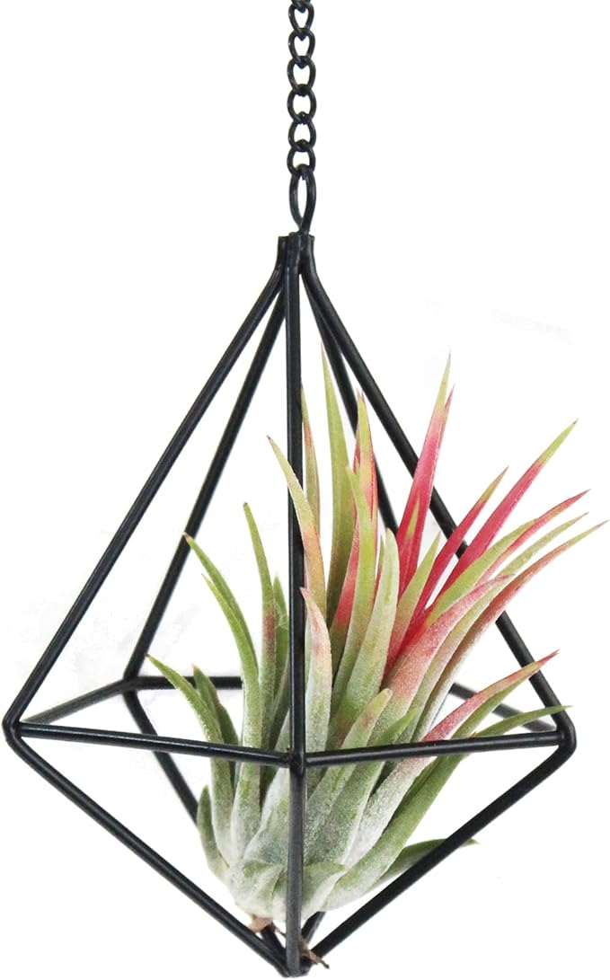 6 Pack Hanging Metal Air Plant Holders with Chain, Black Geometric Tillandsia Air Plant Hanger Cages, 2 Styles Mini Iron Air Plants Live Holders for Home Office Garden Decor