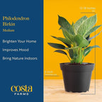Costa Farms Philodendron Birkin Live Plant in Decorative Pot, Air Purifying Indoor Houseplant, Perfect for Home, Room, or Office Decor, Great House Warming or Birthday Gift, 12-18 Inches Tall