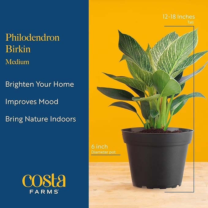 Costa Farms Philodendron Birkin Live Plant in Decorative Pot, Air Purifying Indoor Houseplant, Perfect for Home, Room, or Office Decor, Great House Warming or Birthday Gift, 12-18 Inches Tall