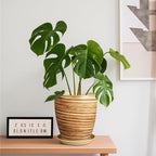 8 Inch Plant Pot, Ceramic Planter with Drainage Hole and Saucer Large Flower Pot for Home Patio Garden Office, Yellow