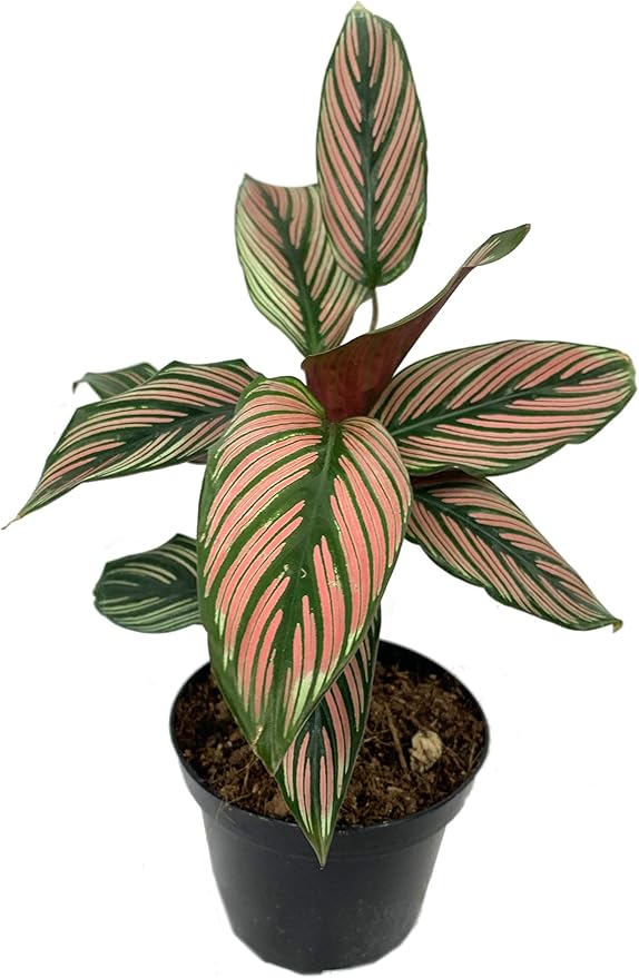 5 Pack Indoor Houseplant Collection - 5 Live Plants in 4 Inch Pots - Grower's Choice Based on Health, Beauty and Availability - Florist Quality Easy to Grow Air Purifying Indoor Plants