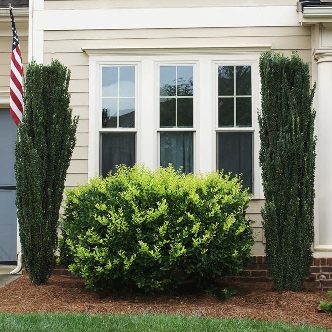 Brighter Blooms - Sky Pencil Holly Tree, 2-3 ft. - No Shipping to AK, AZ, HI, OR