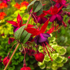 200+Hanging Fuchsia Seeds for Planting Outdoor-Beautiful Lantern Flower Baskets Garden Blooms Attracts Hummingbirds