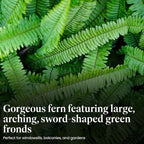 American Plant Exchange Kimberly Queen Fern – 6-Inch Pot – Live Hardy Upright Fern Houseplant, Easy Care Greenery for Home, Office, Garden, or Patio Decor