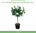 American Plant Exchange Gardenia Tree – Live Evergreen in Large 8-Inch Pot, Fragrant White Blooms, Easy-Care Indoor & Outdoor Flowering Tree for Home, Patio & Garden Décor