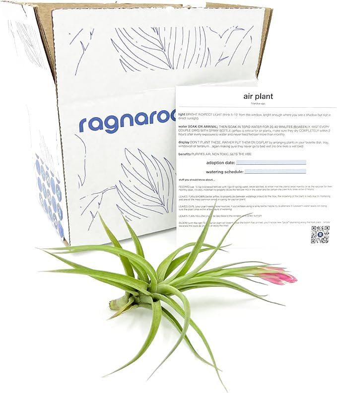 Air Plants - Flowering Tillandsia Aeranthos, Large 3-5" - 1ct - Live Arrival Guaranteed - House Plants for Home Decor & Gift