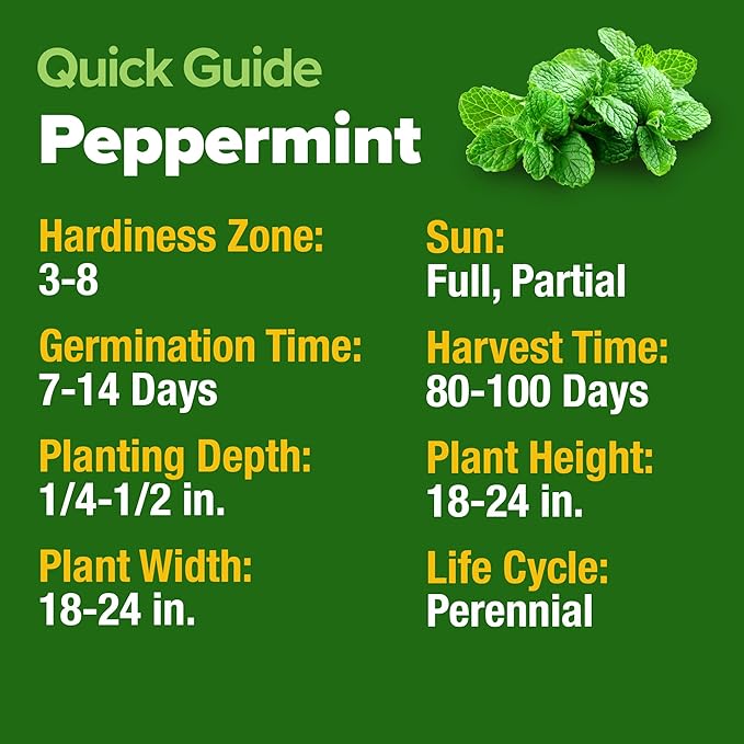 HOME GROWN Peppermint Seeds 2 Pack (Mentha x piperita) 4,740 Heirloom Mint Seeds for Planting Grow Indoors or Outdoors, Kitchen Herb Garden Favorite