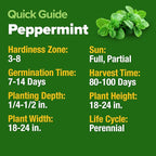 HOME GROWN Non GMO Peppermint Seeds Pack 2,370 Heirloom Mint Seeds for Planting. Grow Peppermint Plants in Your Herb Garden Indoors or Outdoors (Mentha x piperita)