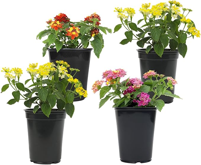 Multicolor Lantana Flowers (4 Pack), Live Outdoor Flowering Plants, Easy Plant Care, Attracts Pollinators, Extended Bloom, Heat and Drought Tolerant, Real Flowers