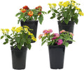 Multicolor Lantana Flowers (4 Pack), Live Outdoor Flowering Plants, Easy Plant Care, Attracts Pollinators, Extended Bloom, Heat and Drought Tolerant, Real Flowers