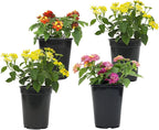 Multicolor Lantana Flowers (4 Pack), Live Outdoor Flowering Plants, Easy Plant Care, Attracts Pollinators, Extended Bloom, Heat and Drought Tolerant, Real Flowers