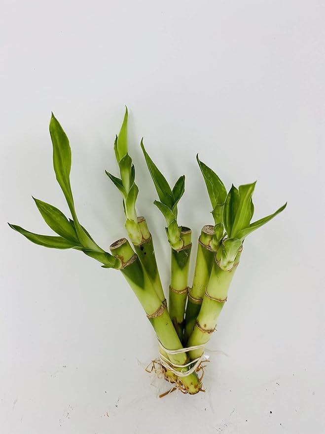 5 Stalks of 4'' Straight Lucky Bamboo From Jmbamboo
