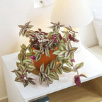 Tradescantia Zebrina 'Wandering Dude' (4 inch) - Air-Purifying Houseplants - 4/6 inch Unique Live Decorative Houseplants - Low-Maintenance Indoor Plants, House Warming Gift, Natural Air Purifier