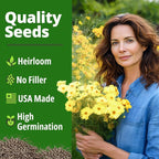HOME GROWN Cosmos ‘Dwarf Lemon’ Seeds – 300 Dwarf Cosmos Flower Seeds for Planting, Compact Yellow Blooms, Heat Tolerant Annual for Outdoor Gardens (.2g) – Cosmos sulphureus ‘Dwarf Lemon’