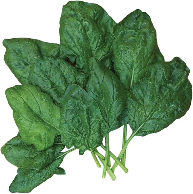 Burpee Bloomsdale Spinach Seeds 1100 seeds