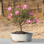 Brussel's Bonsai - Live Satsuki Azalea Flowering Bonsai Tree in Ceramic Bonsai Pot, Outdoor Bonsai Tree Live Plant, 8 Years Old, 10-14 Inches Tall, Easy Care Plant for Patio Garden (Large)